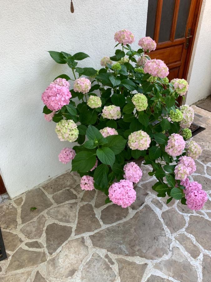 Casa Botanica Villa Blagaj Buitenkant foto